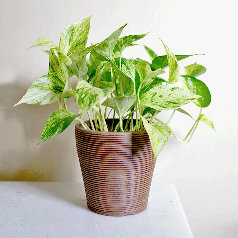 Marble Pothos PHP180